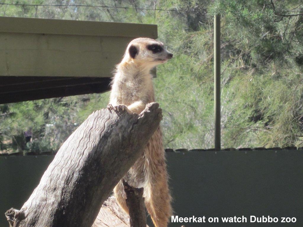 IMG_meerkat - Copy